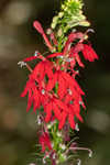 Cardinal flower